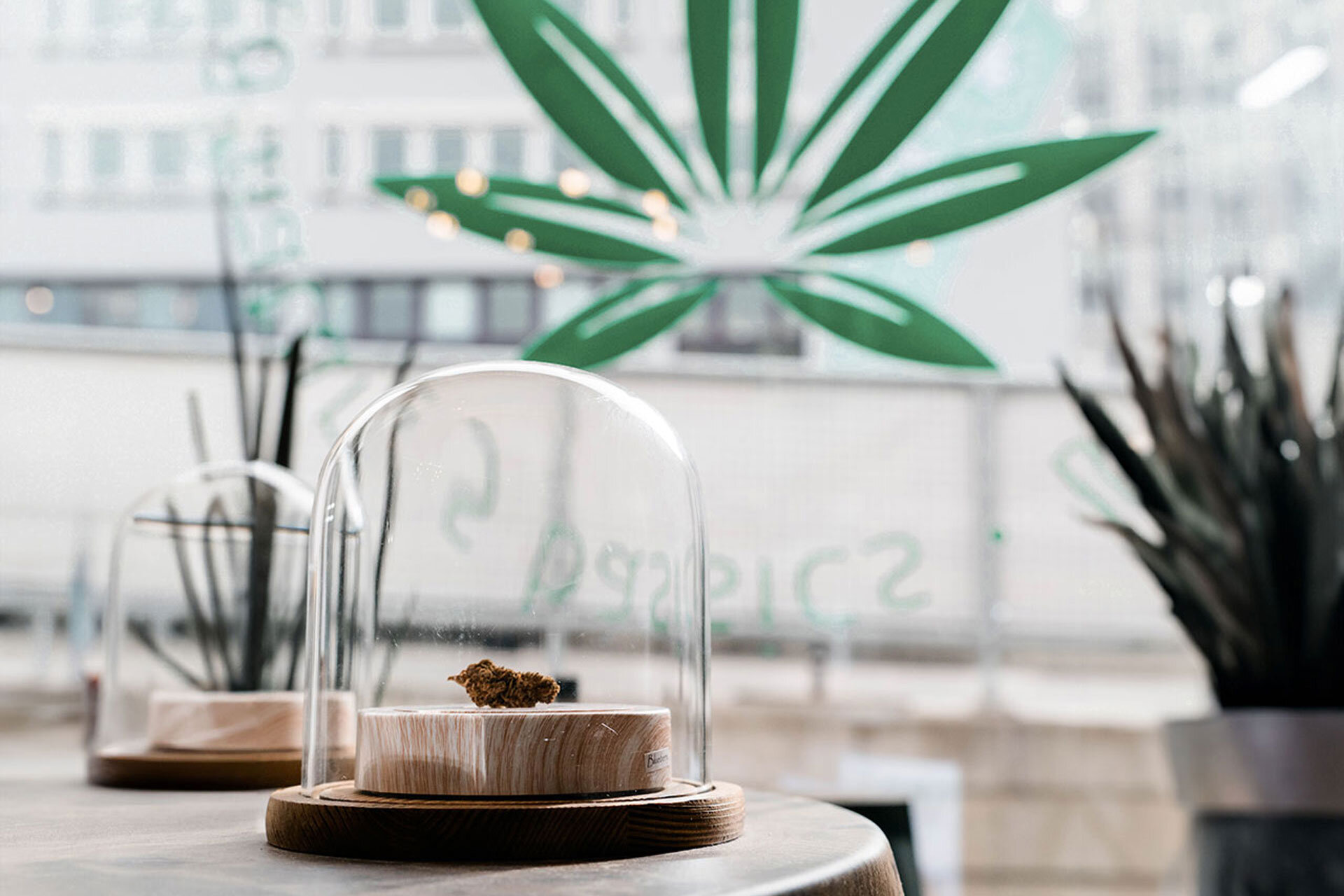 Basic Hemp Blüte im Schaufenster