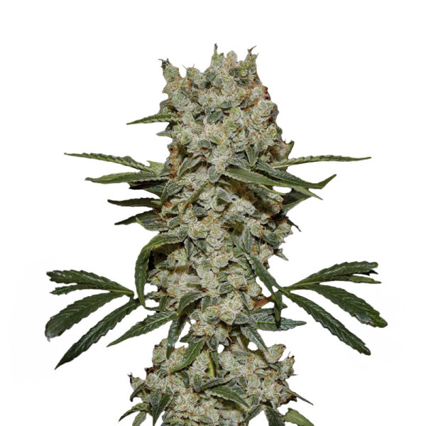 Green House Seed Super Silver - fem