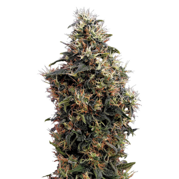 Green House Seed  - Sweet Mango - autom