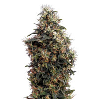 Green House Seed  - Sweet Mango - autom