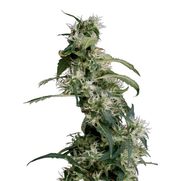Green House -  Mango Haze aka Arjan´s Ultra Haze 2