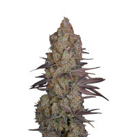 Green House Seed - EXODUS CHEESE - Feminisiert