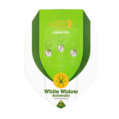 Royal Queen Seeds - WHITE WIDOW - Automatic