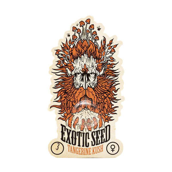 Exotic Seed - TANGERINE KUSH - Feminsiert