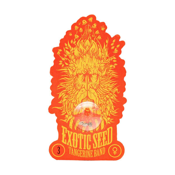 Exotic Seed - TANGERINE BAND - Feminsiert